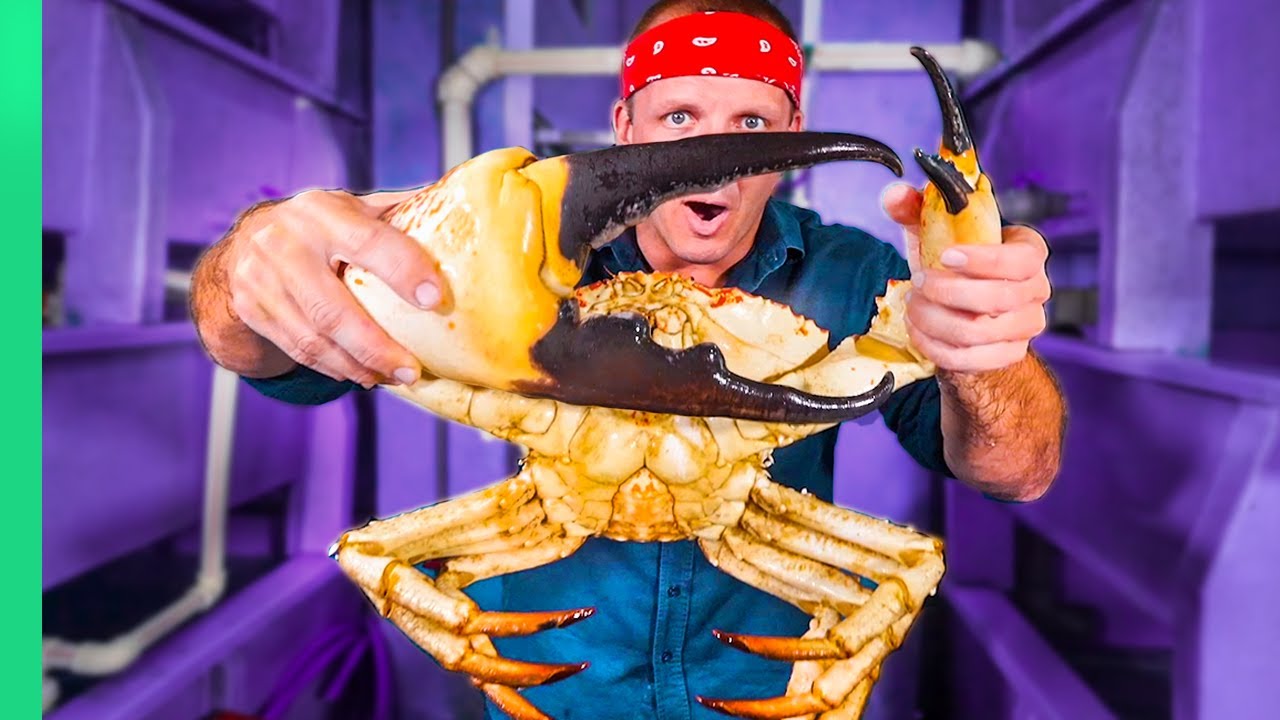 Tasmanian Giant Crab Review: $780 Luxury Taste Test