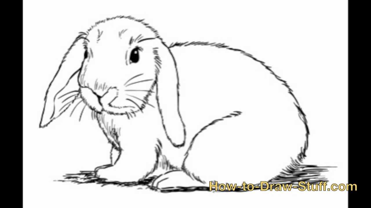 How to Draw a Bunny: Step-by-Step Guide for Beginners