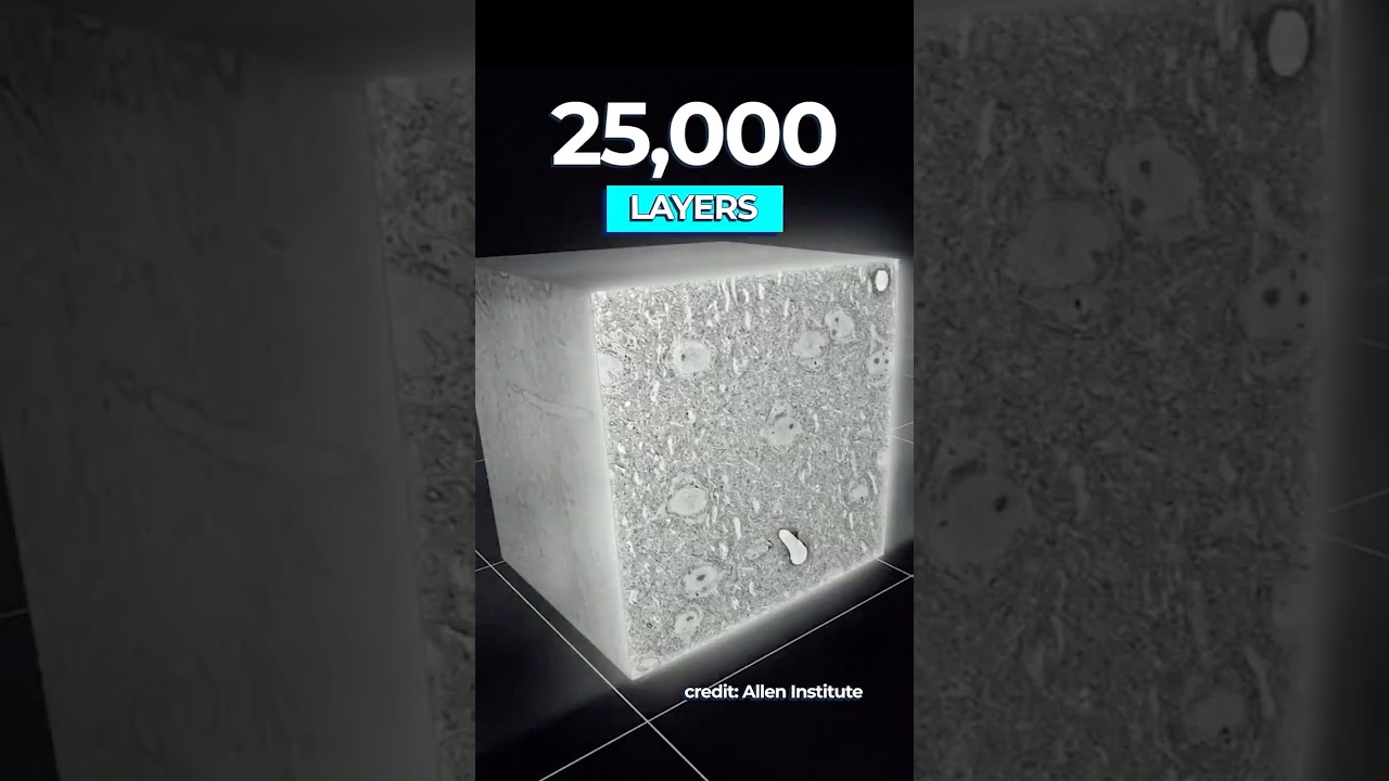 Neuroscience Breakthrough: Most Detailed Mammalian Brain Map Created