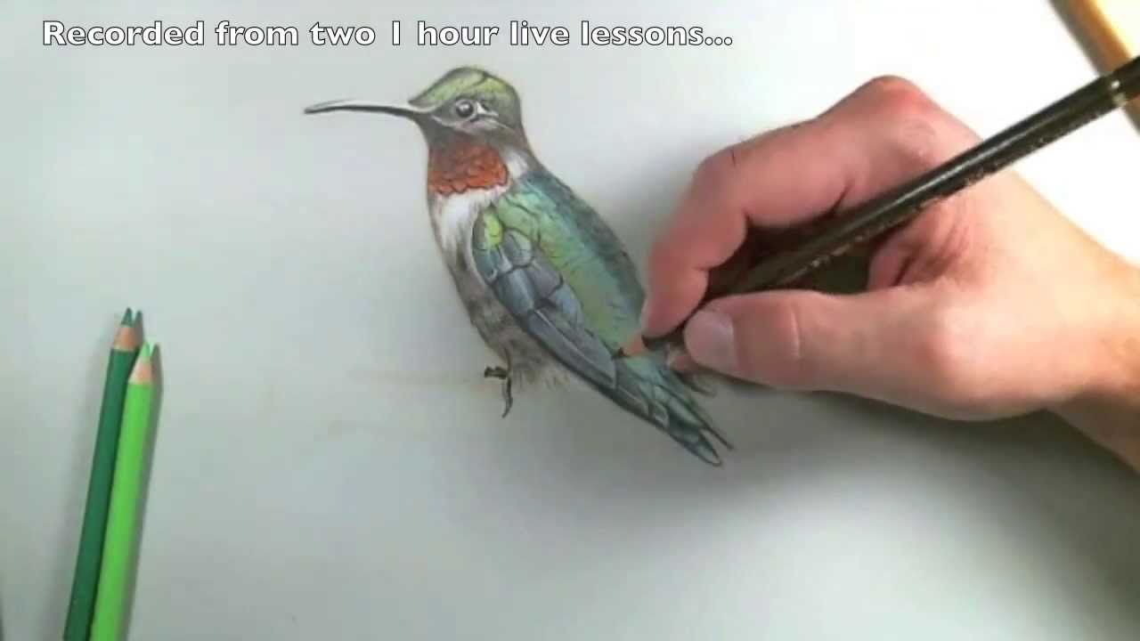 Master Realistic Bird Drawing: Colored Pencil Techniques & Tips