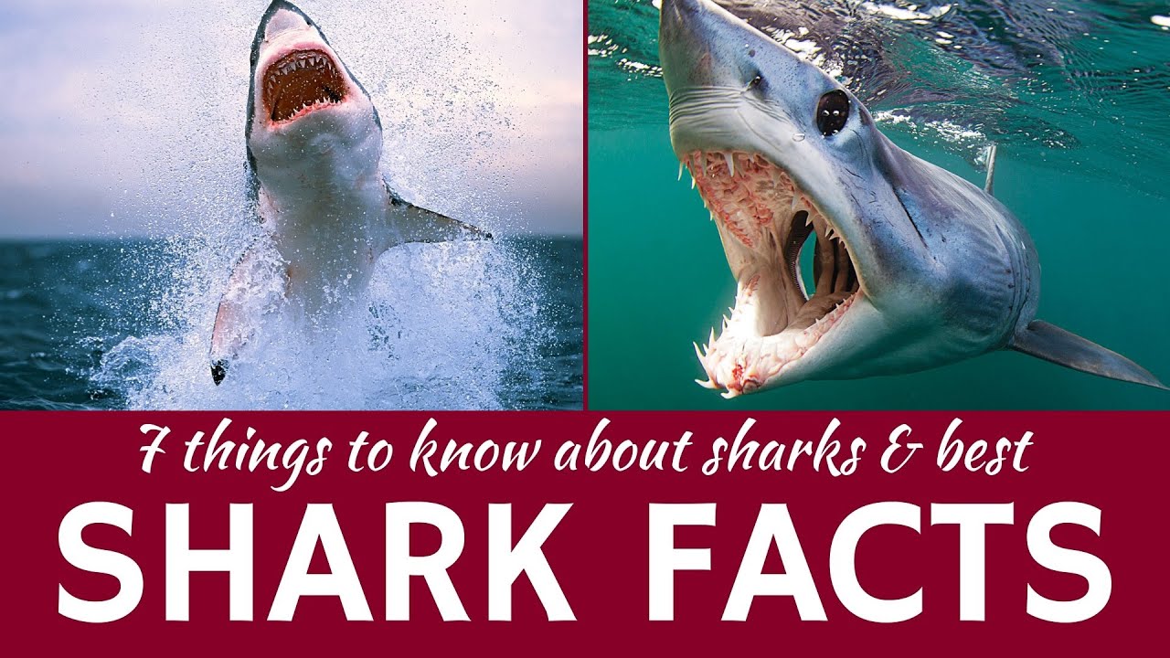 7 Mind-Blowing Shark Facts That Defy Expectations