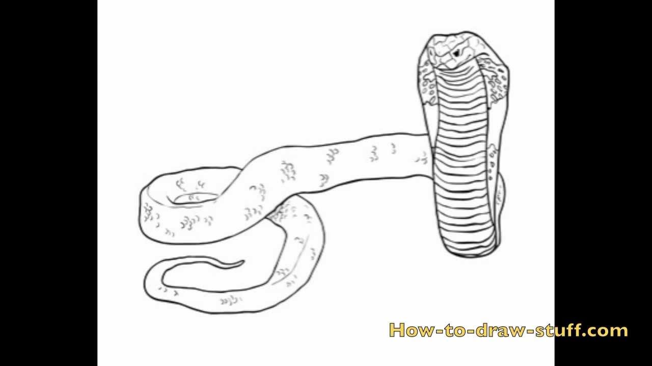 How to Draw a Cobra: Step-by-Step Guide