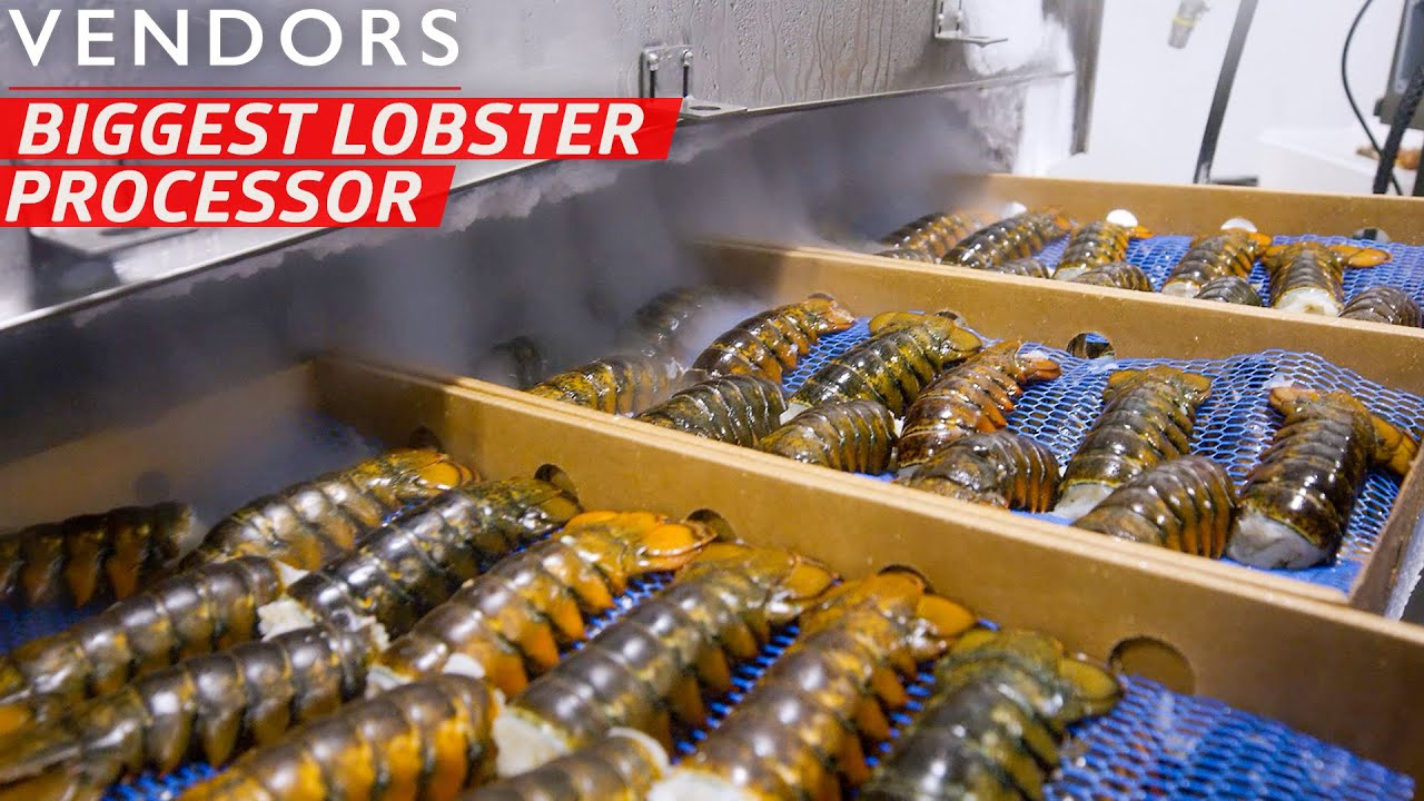 Maine Lobster Journey: Sustainable Trapping to Culinary Excellence