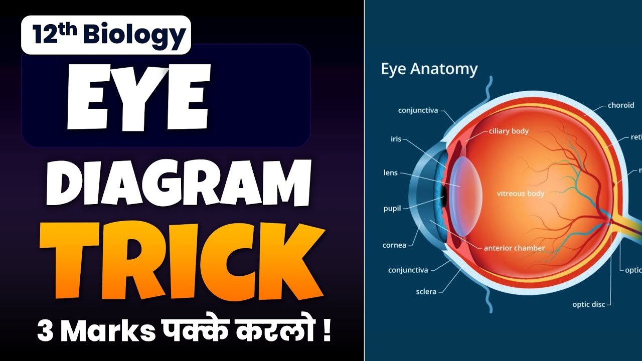 Master Human Eye Anatomy Drawing in 5 Simple Steps