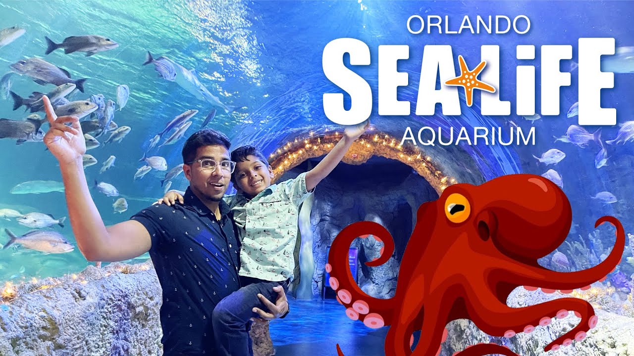 Sea Life Orlando Behind-the-Scenes: Ultimate Visitor Guide