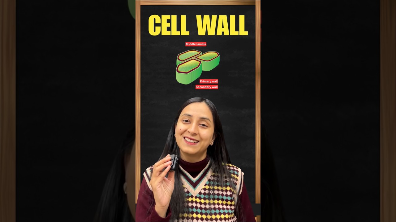 Plant Cell Wall Guide: Structure, Functions & Key Differences