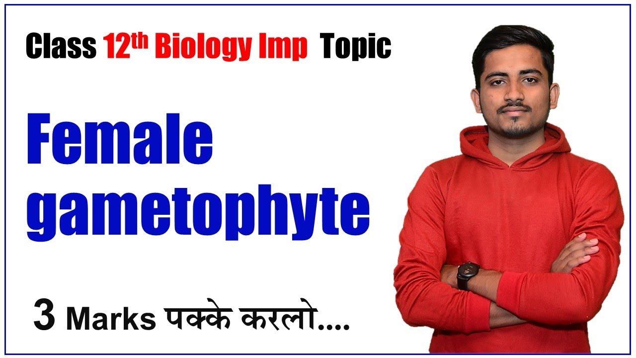 Female Gametophyte Development Explained: NEET Diagram & Process