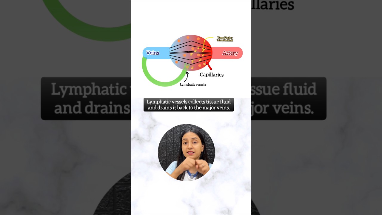 Lymph Function Explained: Nutrient Exchange & Fat Absorption