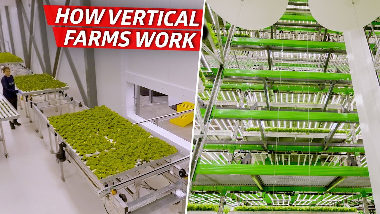 How Vertical Farming Solves Future Food Challenges