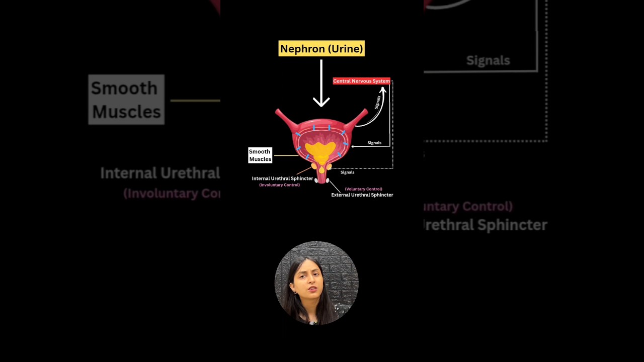 Urination Reflex Explained: How Bladder Control Works