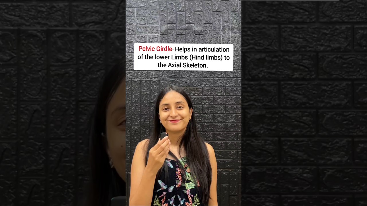 Understanding Pelvic Girdle Anatomy: Structure and Function Explained