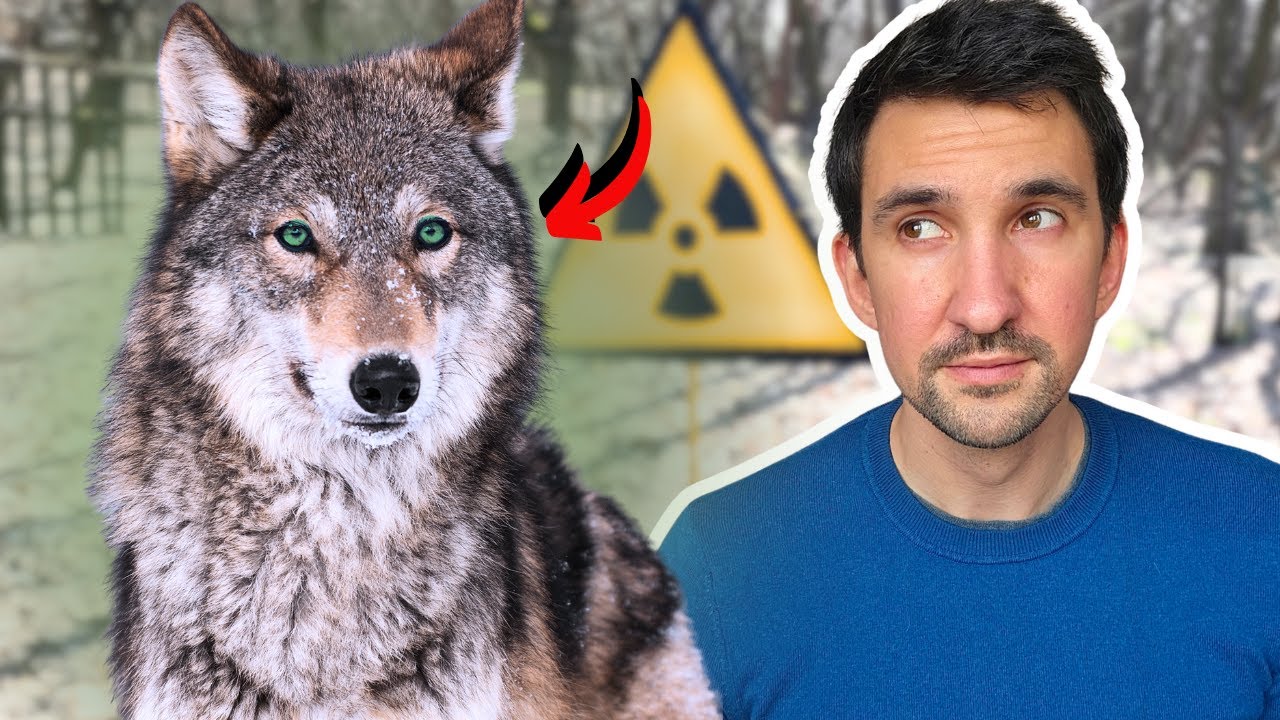 How Chernobyl Wolves Resist Cancer in Radioactive Zones