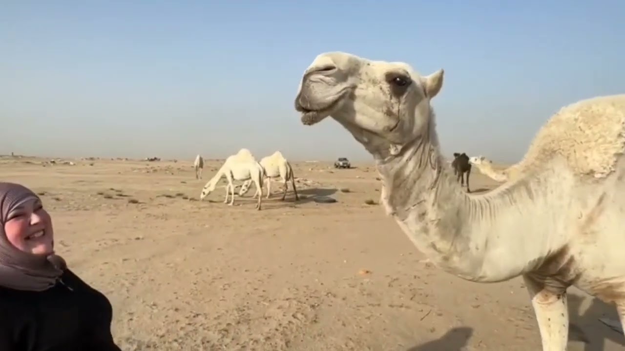 Camel Encounters & Desert Dangers: Health Risks Exposed