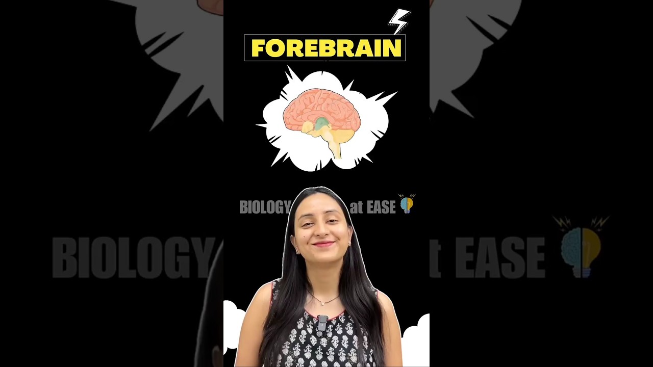Forebrain Explained: 3 Key Parts & Functions