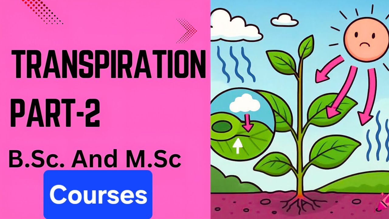 How Plants Transport Water: Transpiration Mechanism Explained