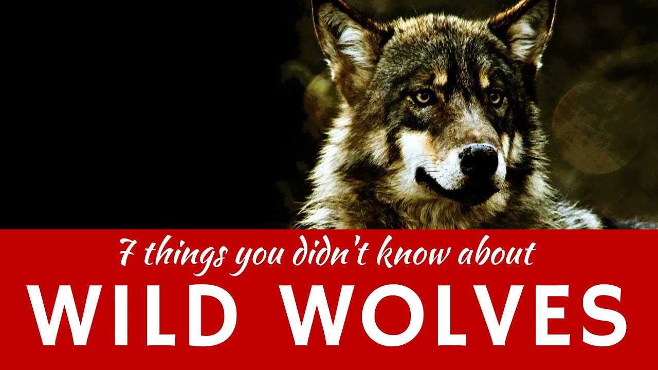 Wolf Survival Secrets: How Adaptations Make Ultimate Predators