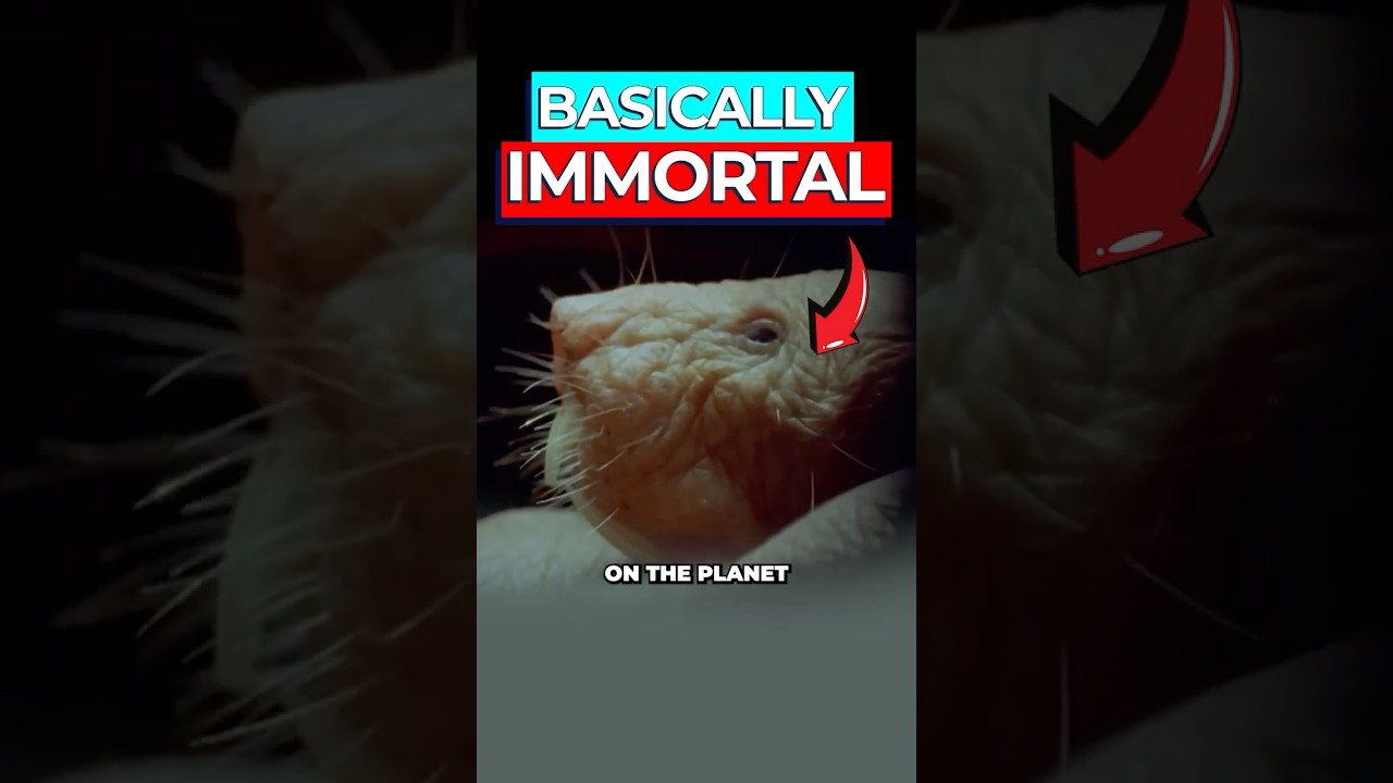 Naked Mole Rat DNA Repair Secret May Extend Human Lifespan