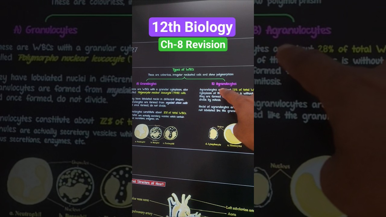 Human Respiratory & Circulatory Systems: Visual Revision Guide