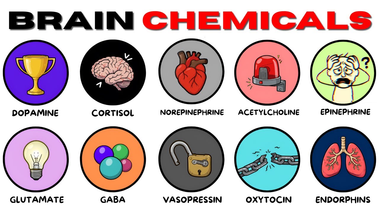 Debunking Brain Chemical Myths: What They Actually Do