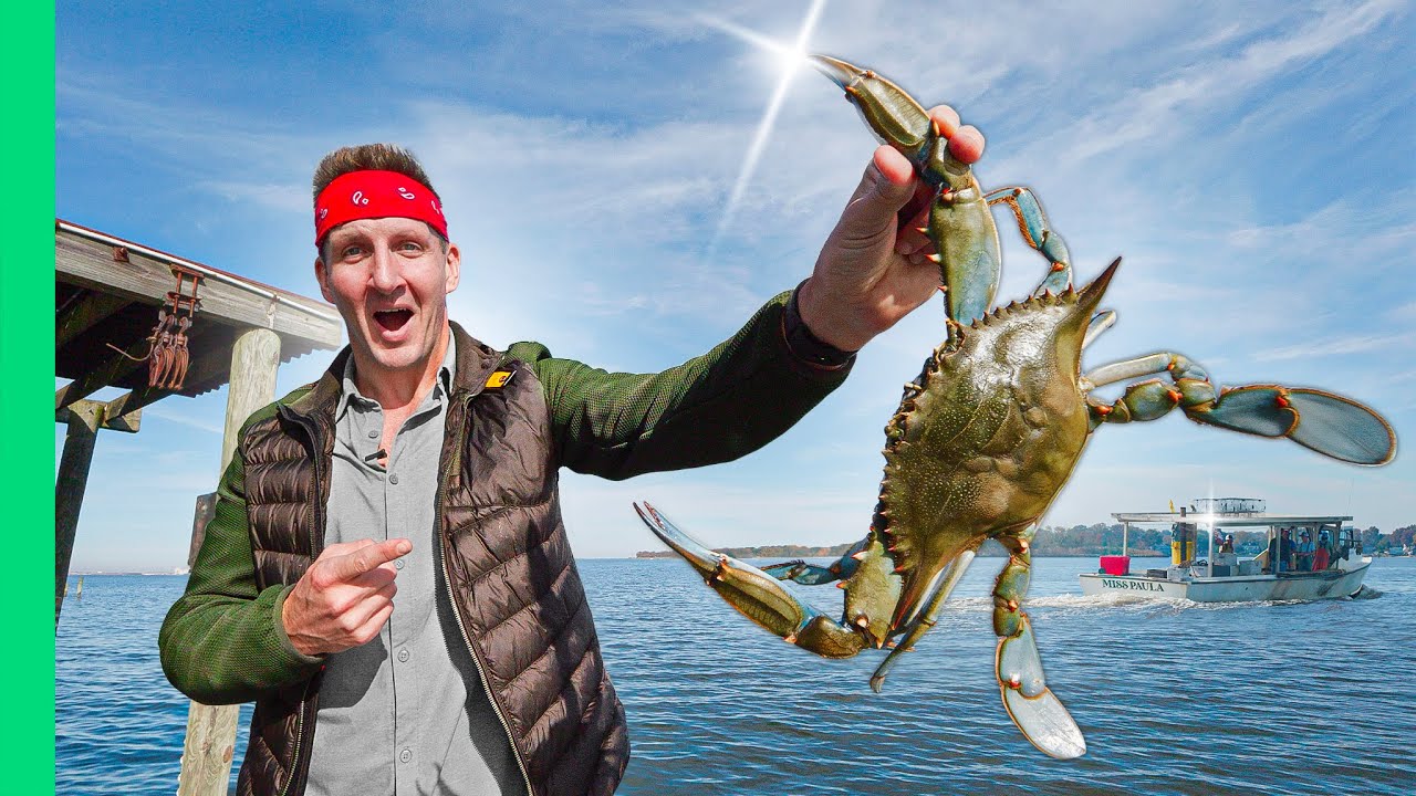 Maryland Blue Crab Guide: From Bay to Feast