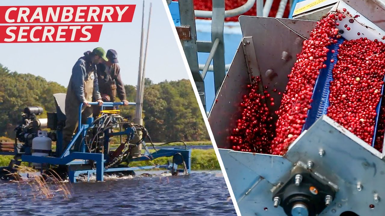 Cranberry Harvest Secrets: From Bog to Thanksgiving Table