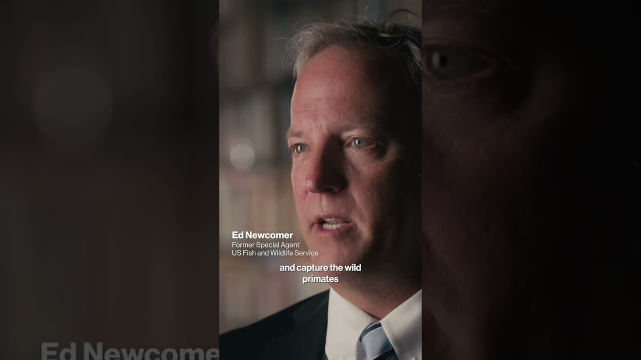 Monkey Laundering Exposed: The Illegal Wildlife Trade Pipeline