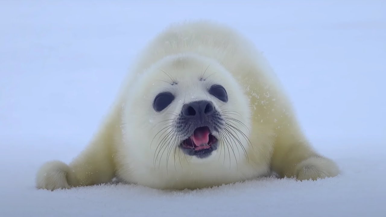 Baby Harp Seal Channel: Ultimate Mood-Boosting Animal Therapy
