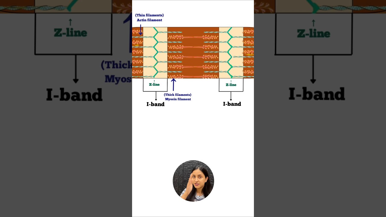 Sarcomere Structure Explained: Muscle Fiber Microanatomy