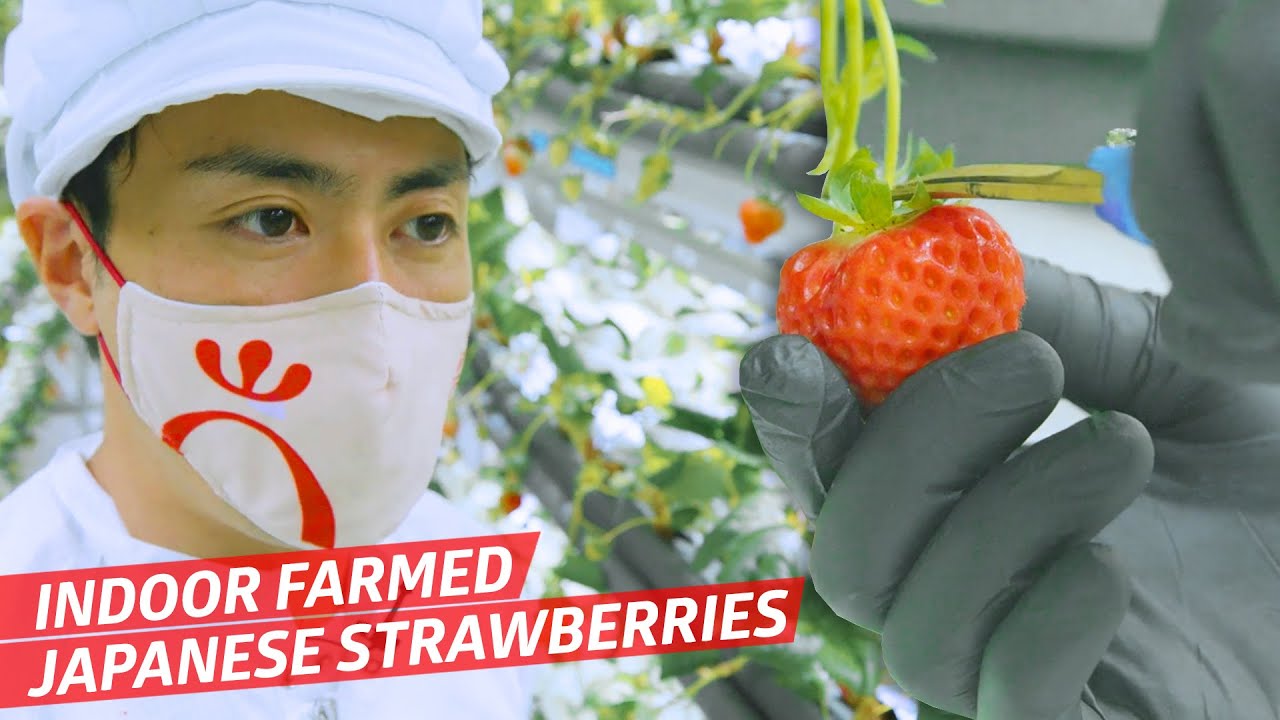 Oishii Omakase Berries: Japan's Secret to Perfect Strawberries