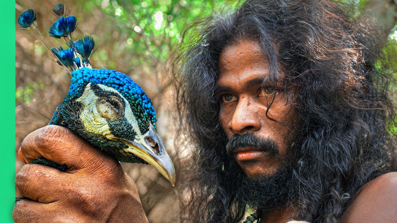 Veda Tribe Peacock Hunting: Ancient Sri Lankan Traditions