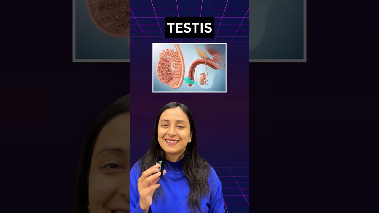 Testes Anatomy: Functions, Androgens & Key Facts