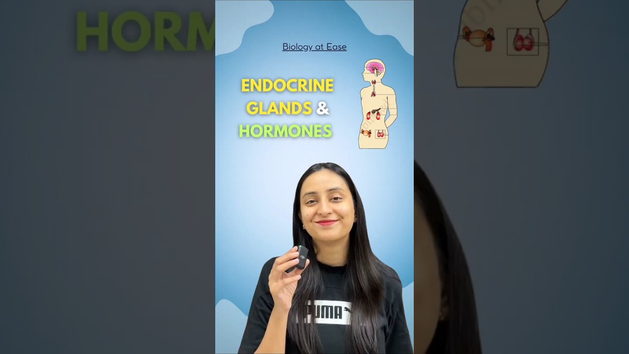 Endocrine vs Exocrine Glands: Hormones Explained Simply