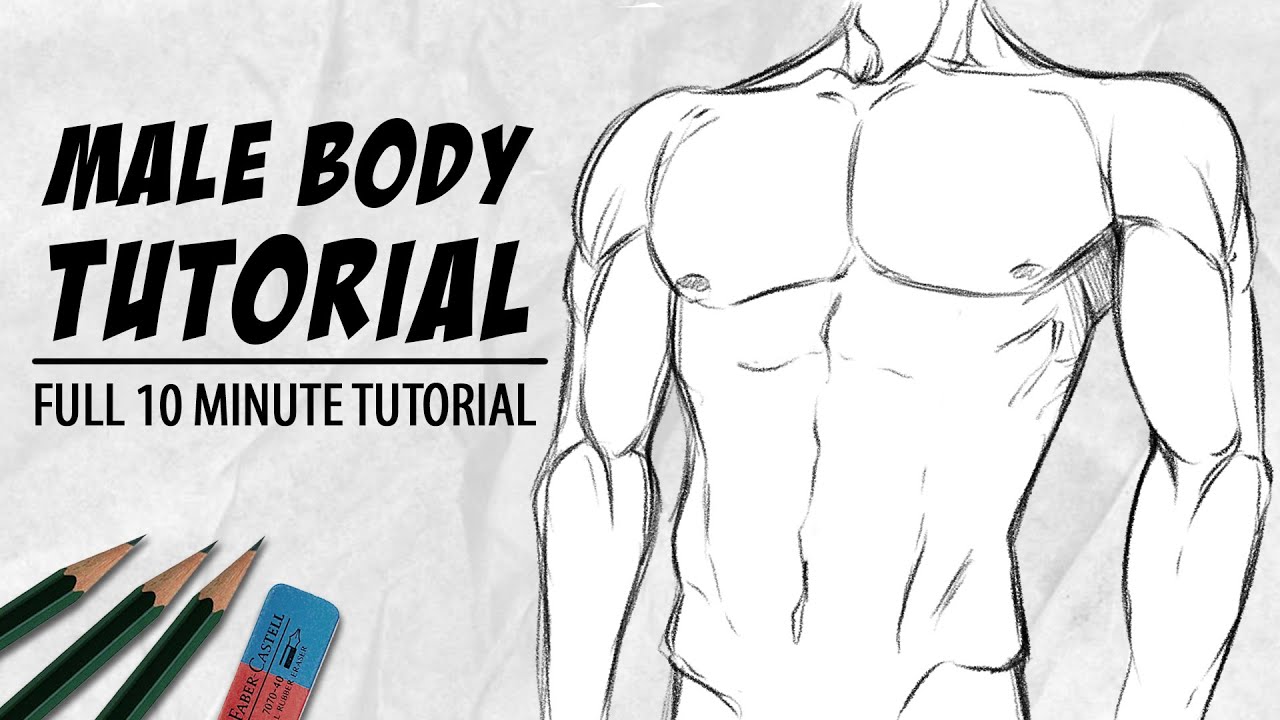 How to Draw Male Anatomy: Proportions, Muscles & Step-by-Step Guide