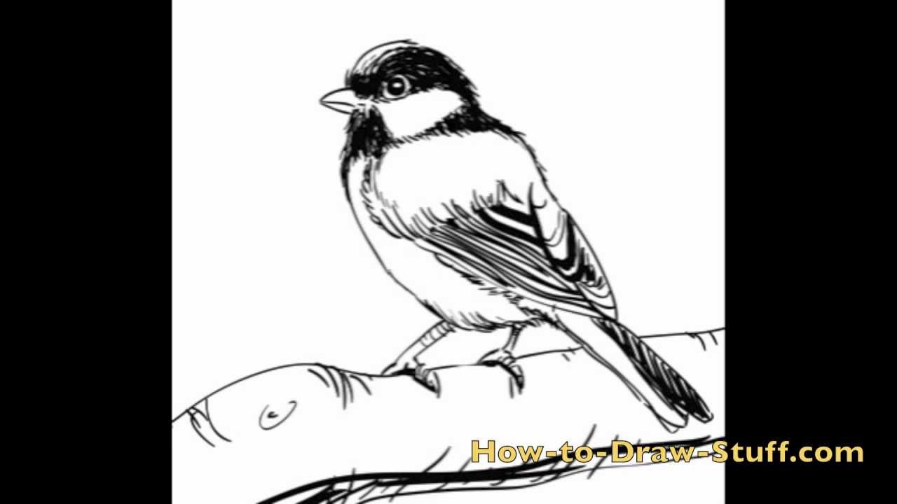 How to Draw a Bird: Easy Step-by-Step Tutorial for Beginners
