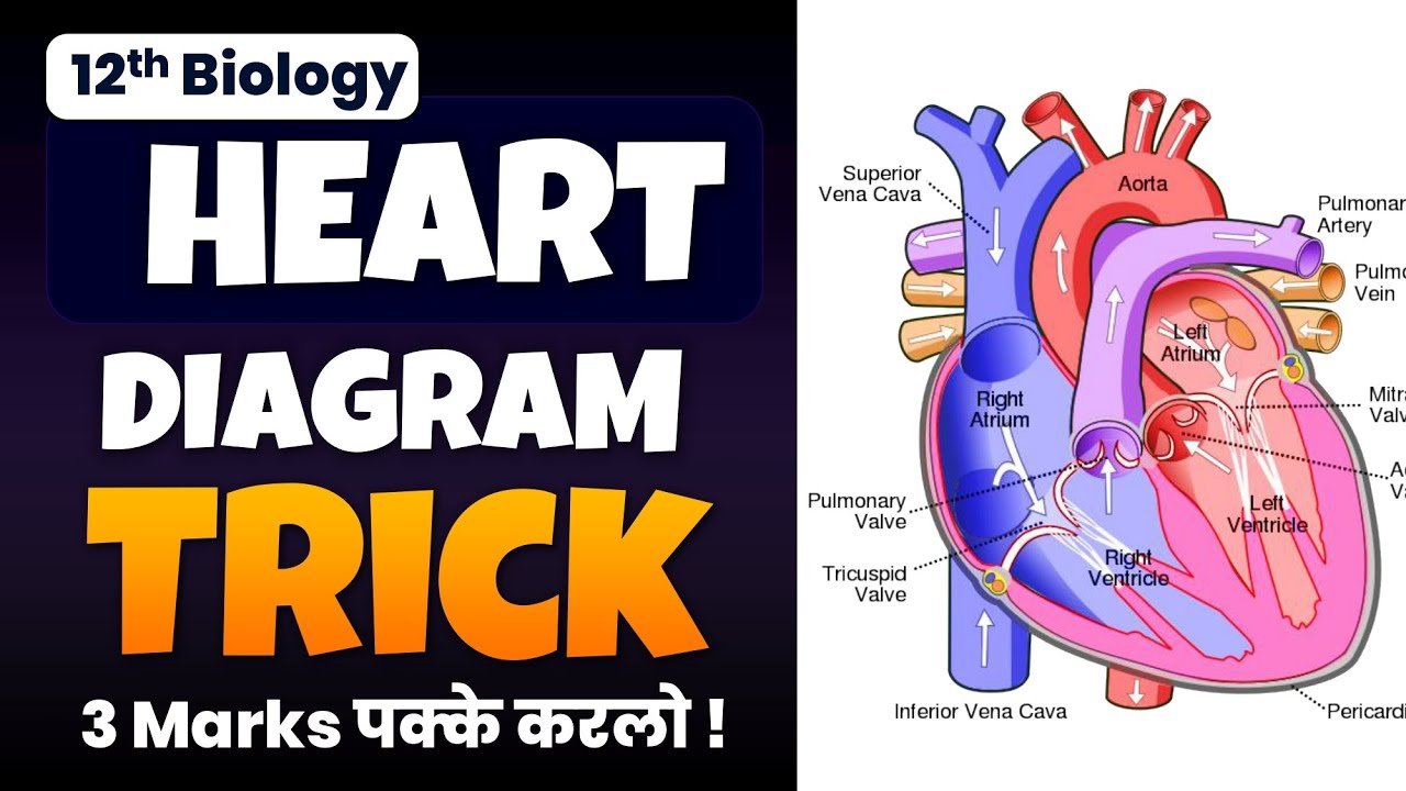 Master Heart Diagram Drawing in 5 Minutes: Biology Exam Shortcut
