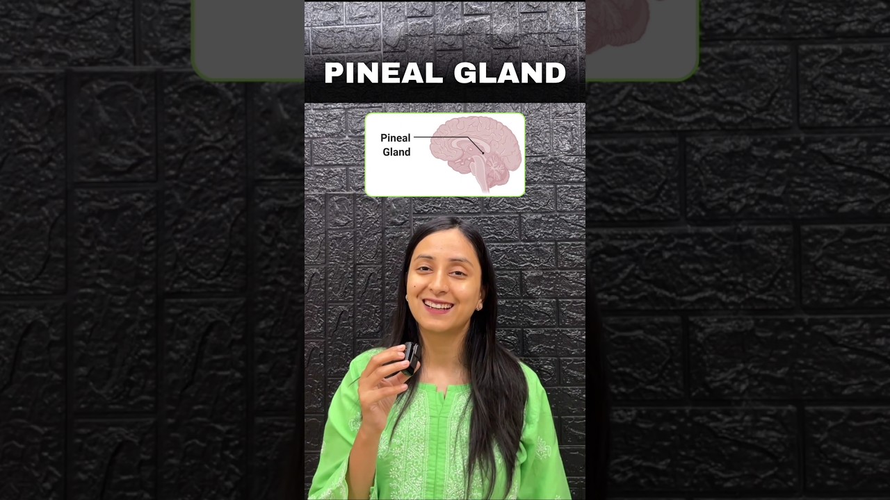 Pineal Gland: Your Body's Master Clock Explained