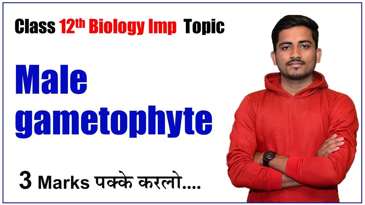 Microspore Structure & Male Gametophyte Development in Angiosperms