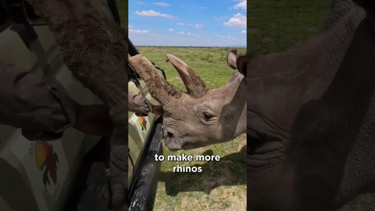 Saving Northern White Rhinos: Embryo Breakthroughs Explained