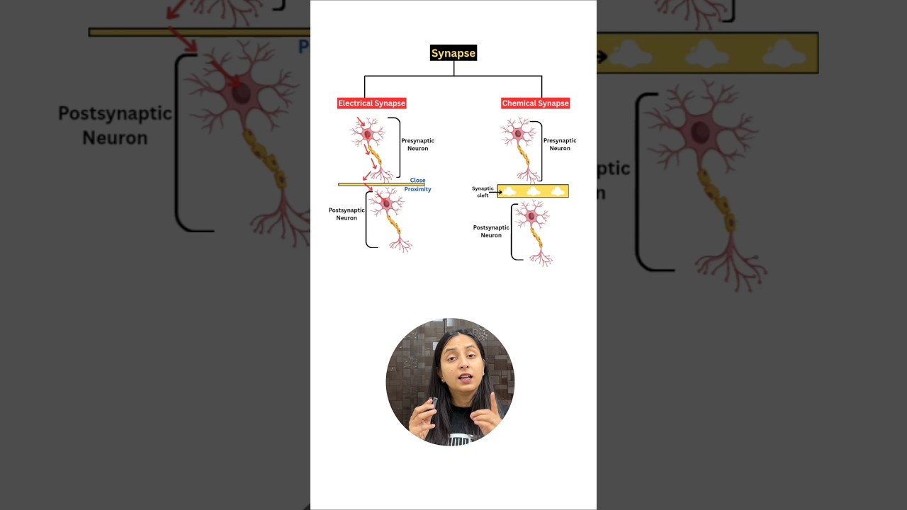 Electrical vs Chemical Synapses: Key Differences Explained