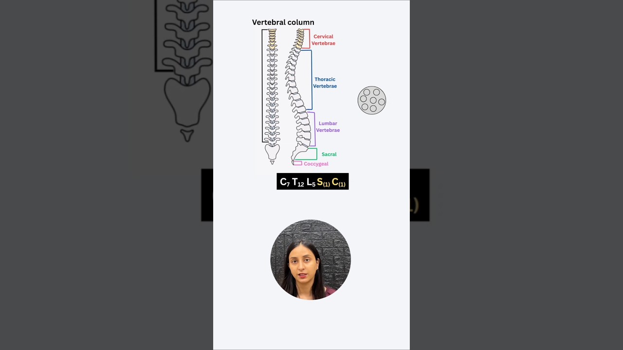 Vertebral Column Anatomy: Structure, Regions & Functions