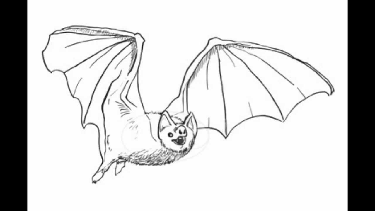 How to Draw a Bat: Simple Step-by-Step Sketch Guide