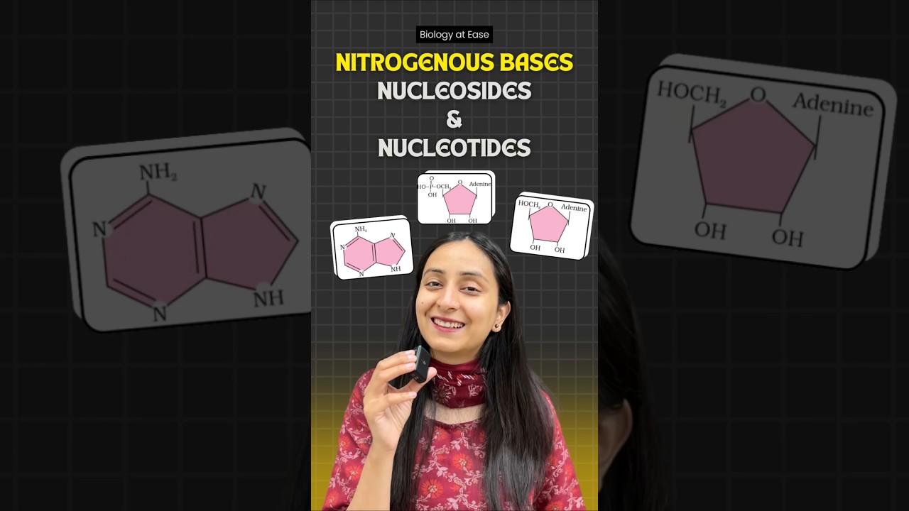 Nitrogenous Bases: Nucleosides, Nucleotides & Nucleic Acids Explained