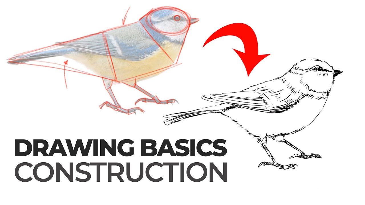 Master Drawing Construction: Shape Breakdown Techniques