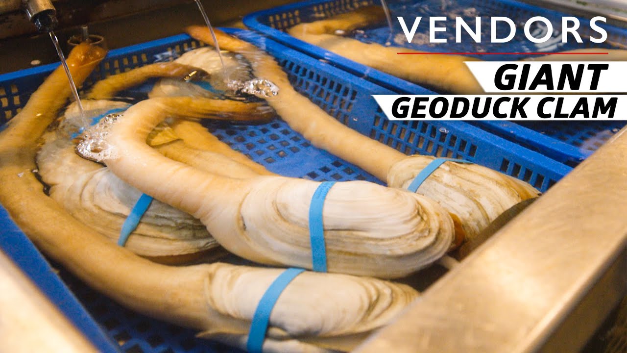 Geoduck Farming: Premium Harvesting from Hatchery to Plate