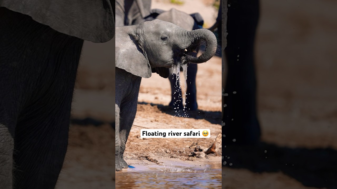 Zambezi Queen Safari Cruise: Ultimate River Wildlife Experience