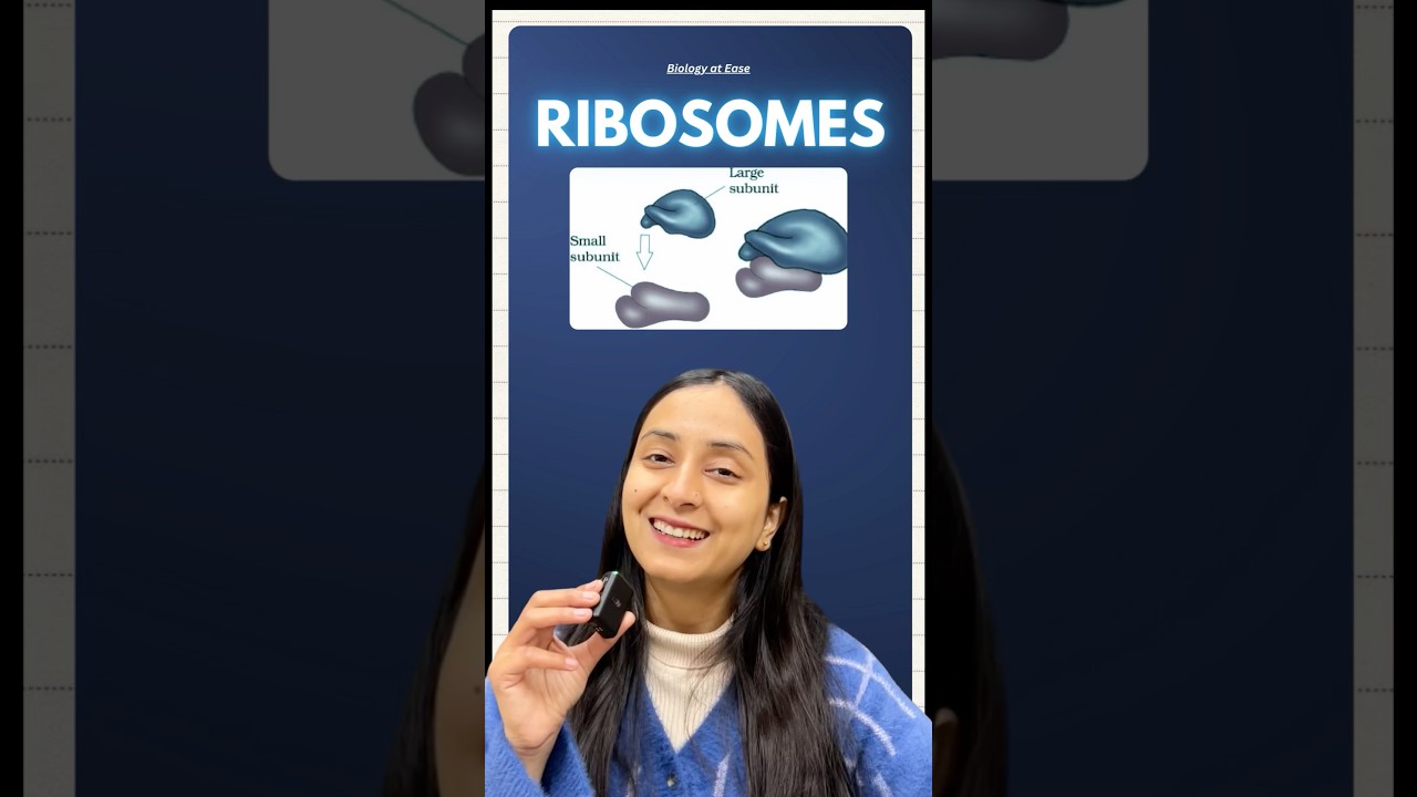 Ribosome Structure and Function: Prokaryotic vs Eukaryotic Differences