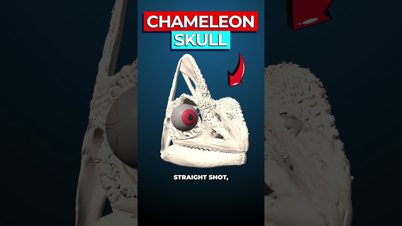 Chameleon Eye Secret: How Optic Nerve Bends Enable 180° Vision