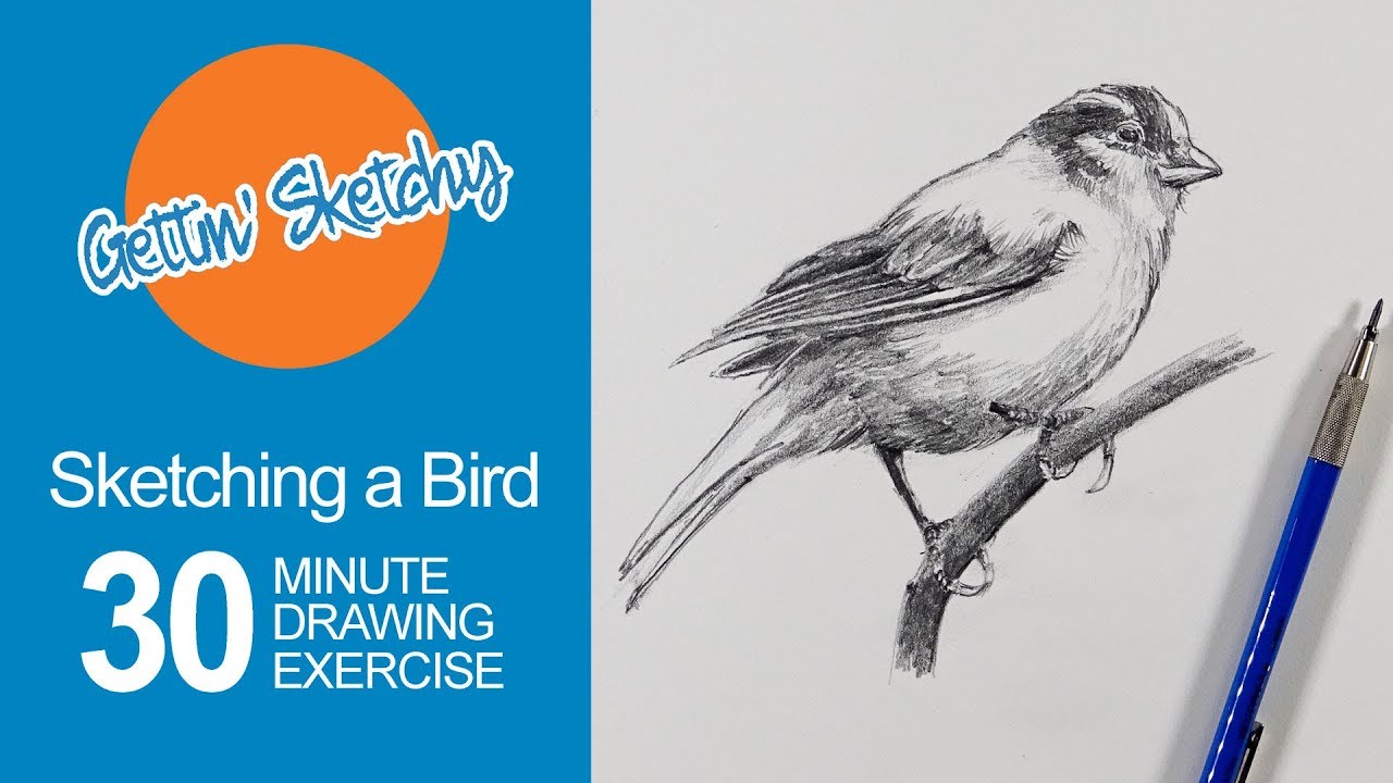Master Quick Bird Sketching in 30 Minutes: Step-by-Step Guide