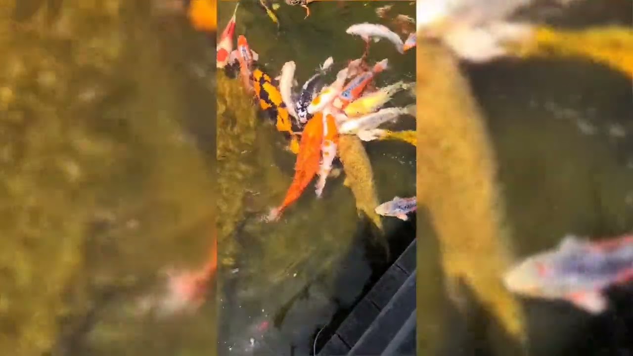 Music Repetition and Vocal Patterns Explained