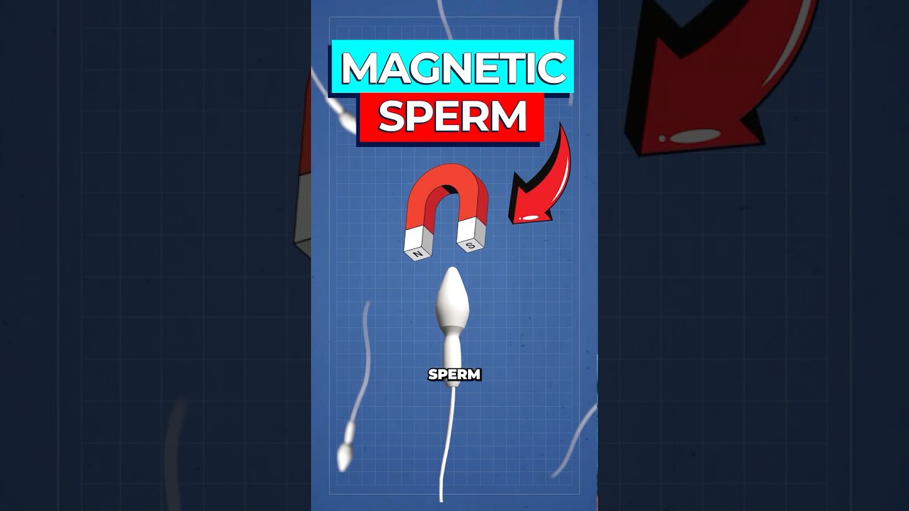 Magnetically Steered Sperm Bots: Targeted Drug Delivery Breakthrough